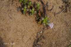 Hydrophylax maritima